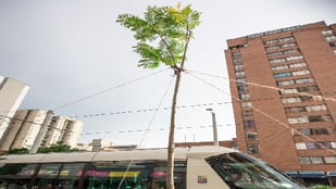 Un nuevo gualanday adorna la calle Ayacucho