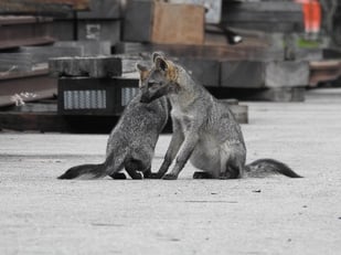 Una familia de zorros habita en el Patio de Bello